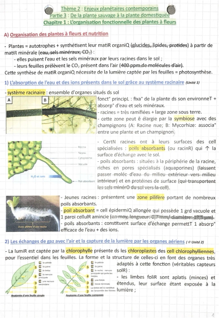 SVT - chap 1: L’organisation fonctionnelle des plantes à fleurs