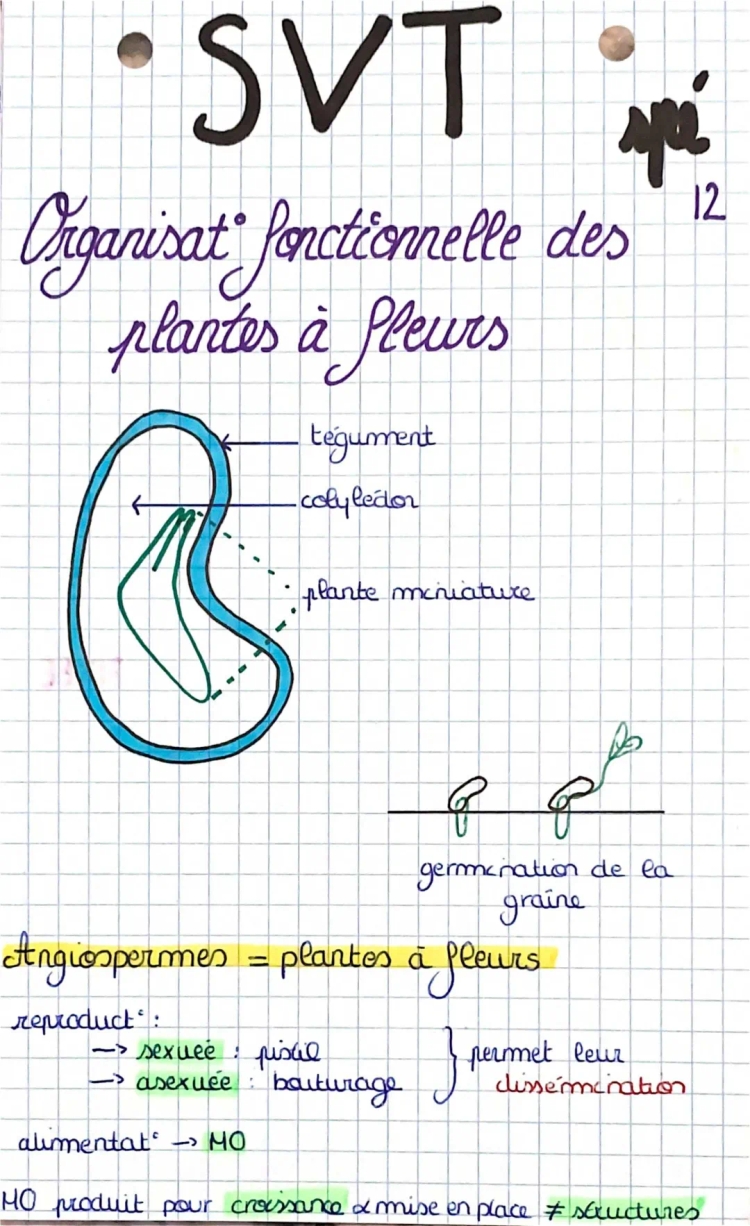 Schéma et Fiche de Révision: Organisation Fonctionnelle des Plantes à Fleurs