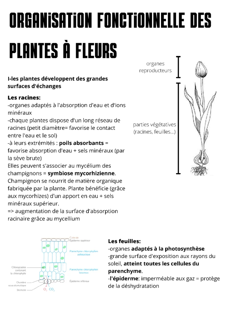 Schéma Absorption Racinaire et Sève : Découvre Comment les Plantes Boivent et Mangent