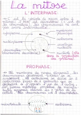 Las 4 fases de la mitosis y su esquema