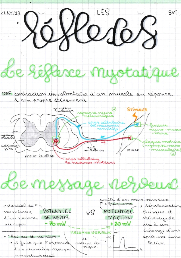 Les réflexes SVT Terminale PDF: Réflexe Myotatique et Schémas