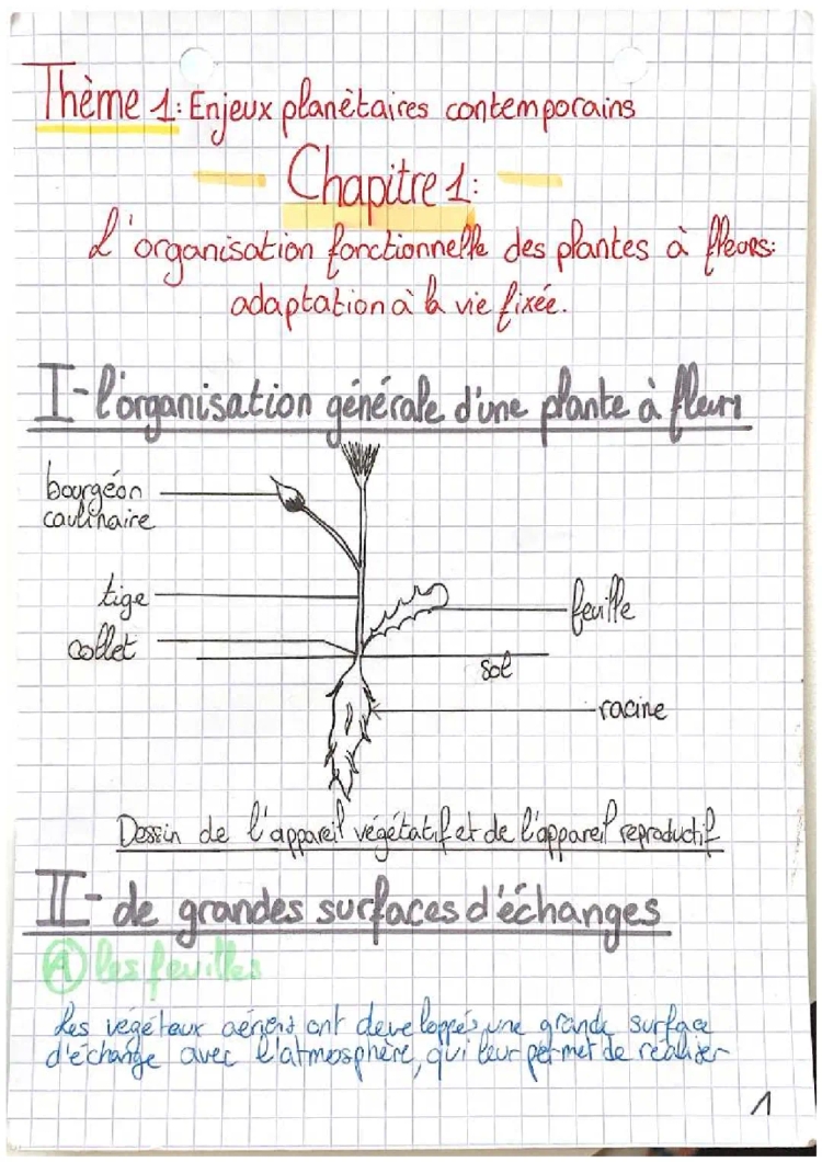 Enjeux planétaires contemporains : L’organisation fonctionnelle des plantes à fleurs 