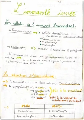 Immunité Innée et Adaptative : Tout sur le Système Immunitaire et la Phagocytose