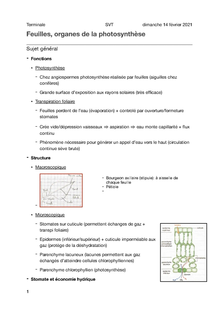 Cours 1.2 - Feuilles 