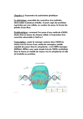 l’expression du patrimoine génétique 