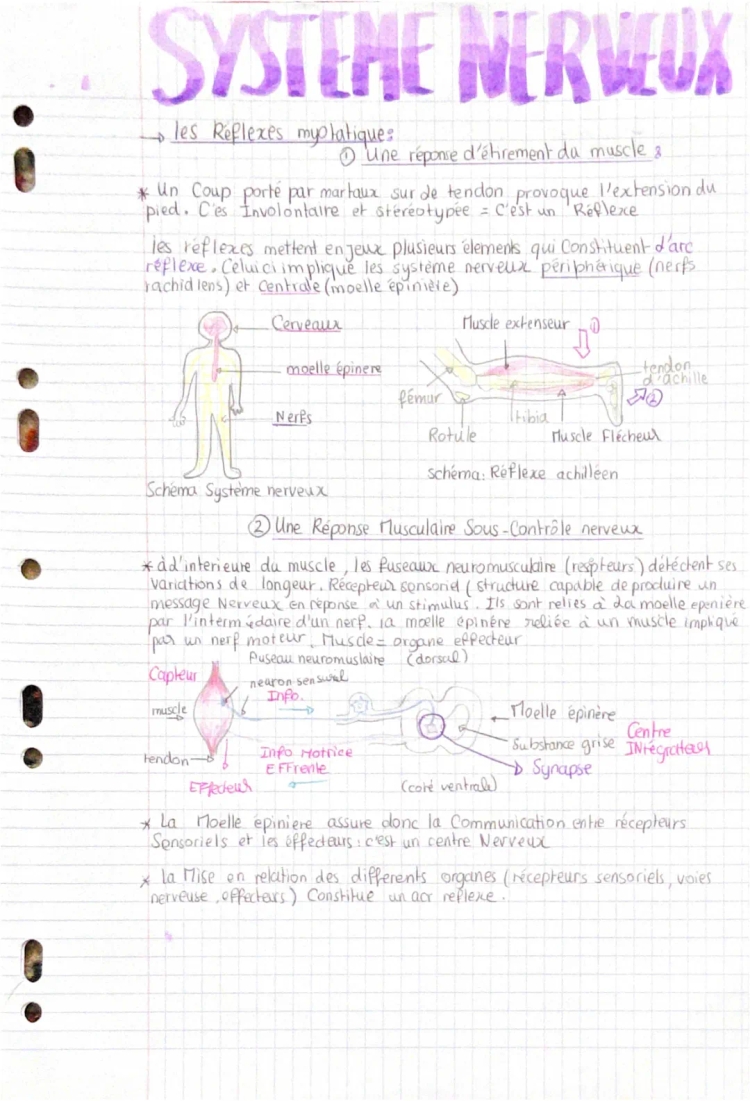 Le système nerveux : cours, schéma, et définitions