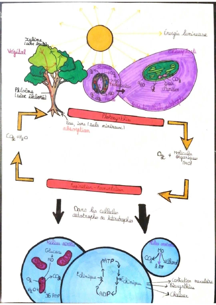 schéma récapitulatif de la photosynthèse et de la fermentation-respiration