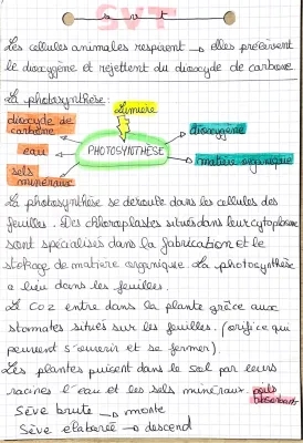 Photosynthèse SVT 4ème - Schéma, Cours et Évaluation