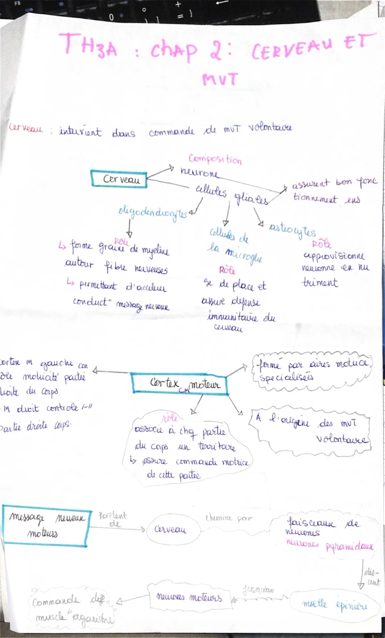 cerveau 🧠 et mouvements volontaires 