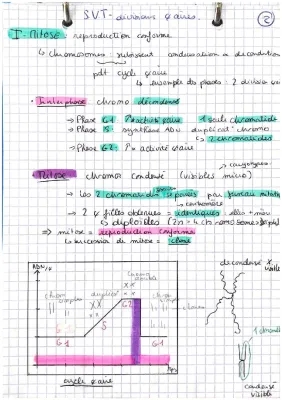 Le Cycle Cellulaire et la Mitose: Schémas et Exercices