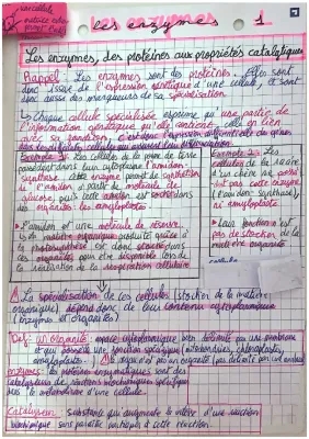 Les enzymes en 1ère spé SVT: cours, QCM et PDF