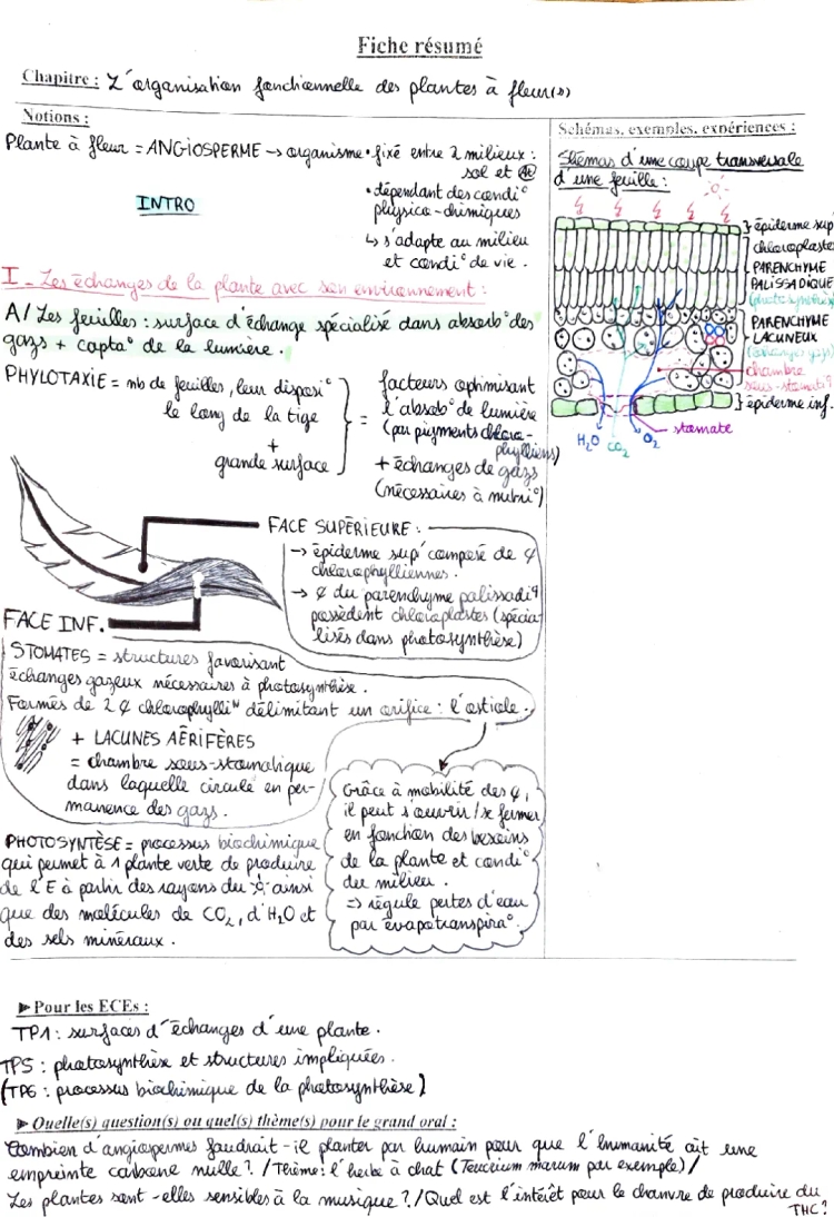 L'organisation fonctionnelle des plantes à fleurs PDF: Fiche de révision SVT terminale