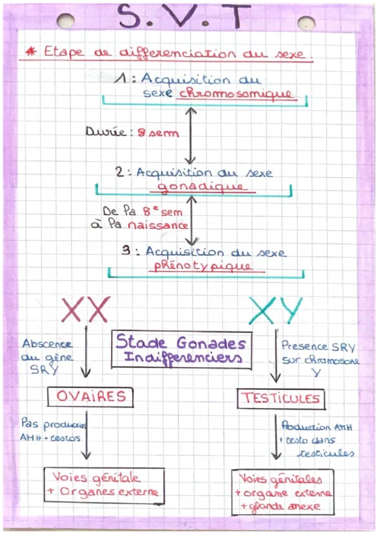 reproduction humaine