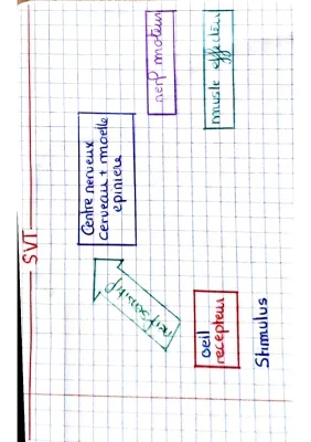 Le système nerveux 