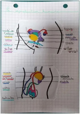 Cours SVT 4ème: La Reproduction Humaine