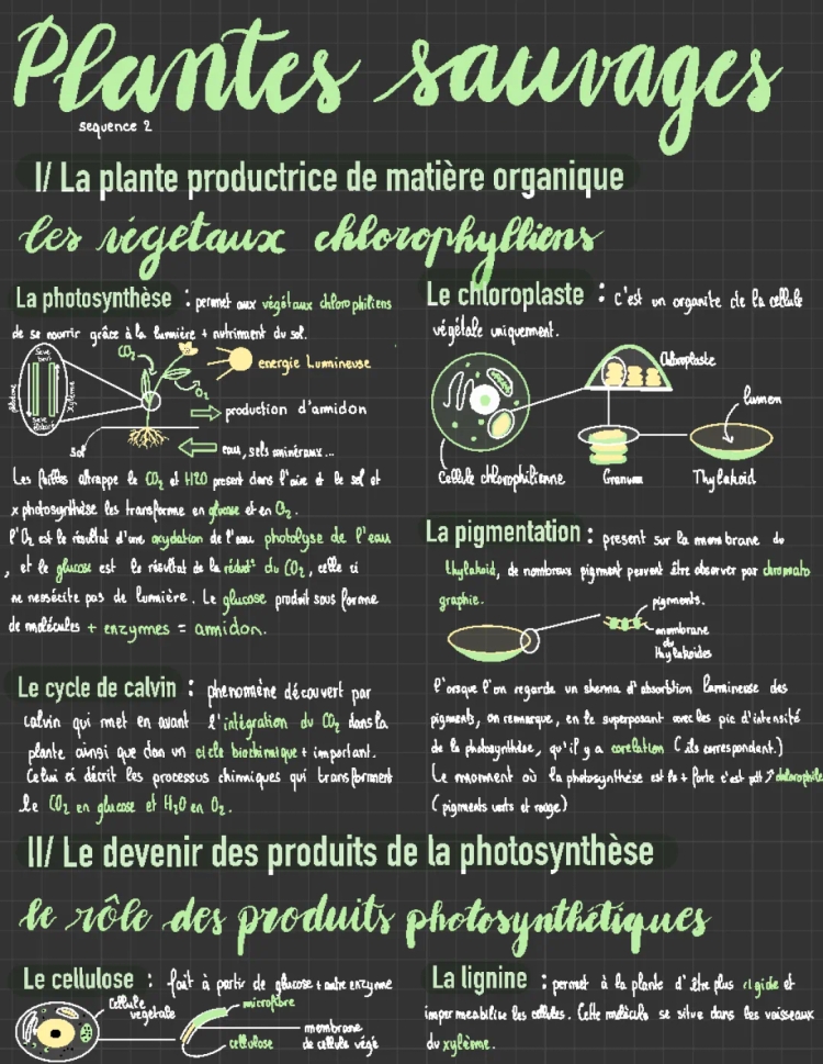 De la plante sauvage à la domestication : fiche révision, sujet bac et schéma photosynthèse