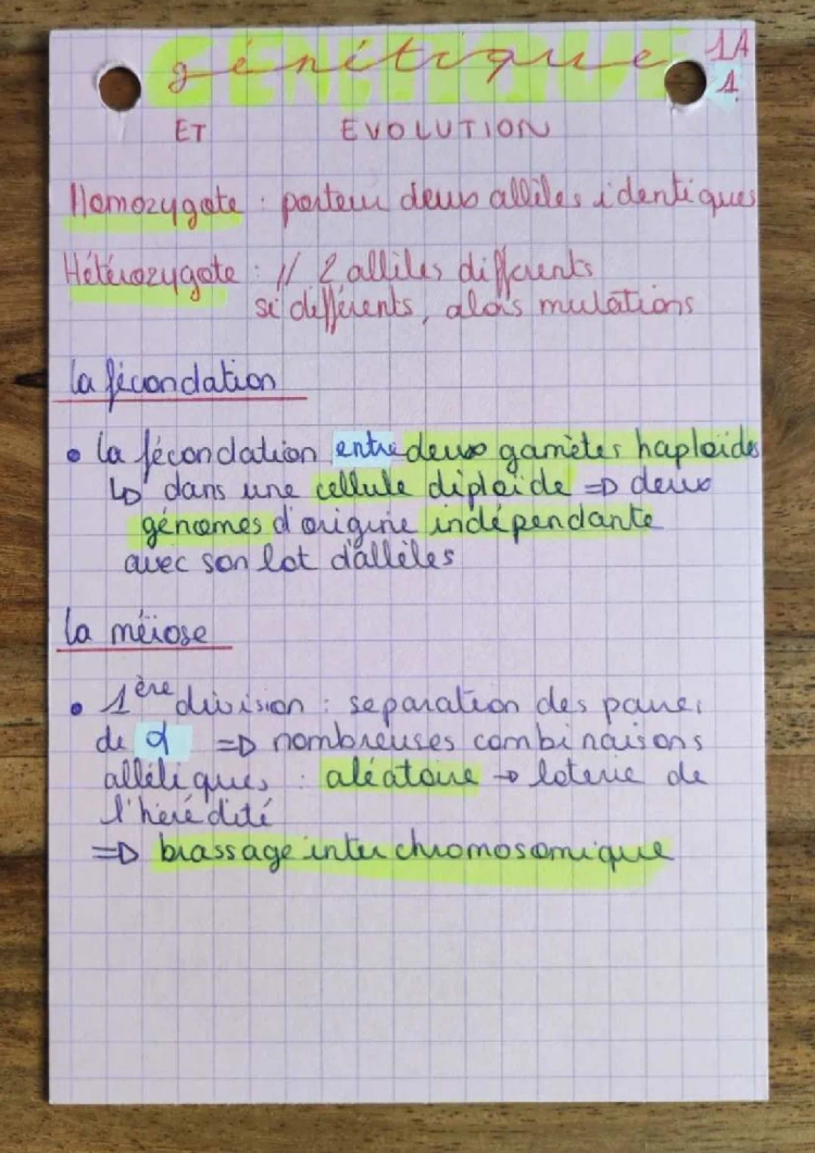 Comprendre la fécondation, la méiose et la stabilité génétique