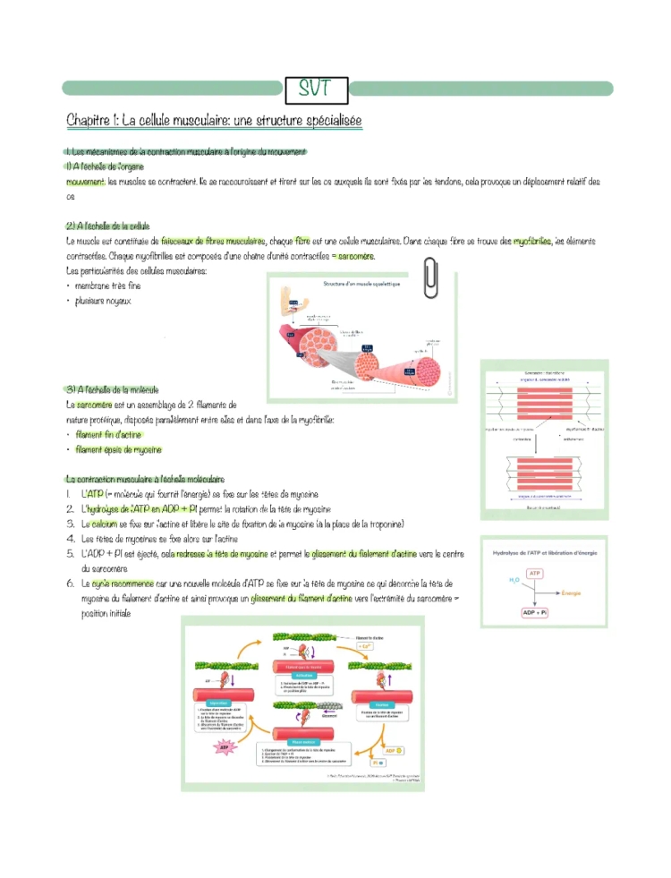 Comprendre la contraction musculaire: les 5 étapes, schémas, et résumés