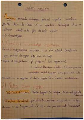 Spe svt 1ere les enzymes fiche de révision 