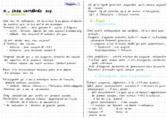 Les Étapes de l'Ovogenèse chez la Femme: Schéma et Définitions Simples