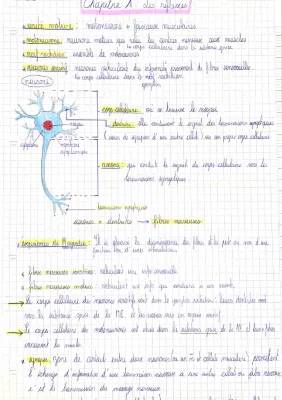 Réflexe Myotatique : Définition, Schéma et PDF pour SVT Terminale