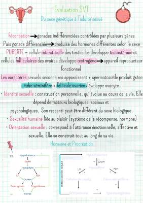 Caractères Sexuels et Différenciation des Gonades: Puberté et Hormones