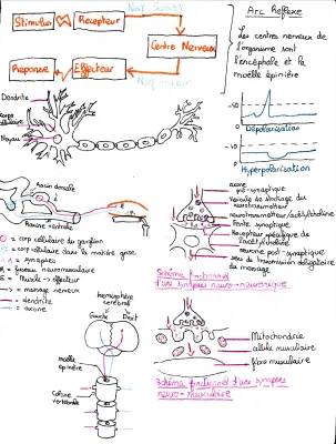 Comment Fonctionne la Synapse Neuro-Musculaire