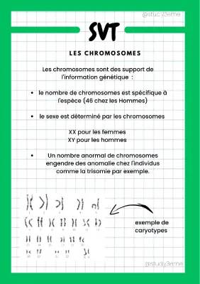 Schéma des Chromosomes XY et Anomalies: Comprends facilement!