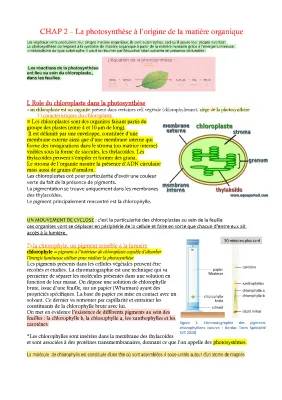 Photosynthèse Définition, étapes et Schéma : Exposé simple