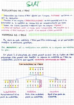 Tout savoir sur le processus de réplication de l'ADN et ses erreurs