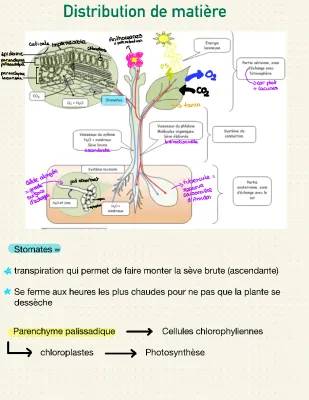 Découvre la Photosynthèse et Comment les Plantes Bougent!