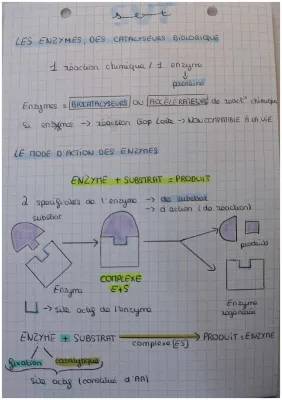 Découvre les Secrets des Enzymes: Température, pH et Plus!