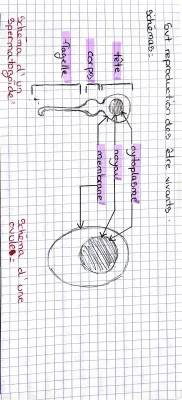 Schéma Spermatozoïde et Ovule SVT 4ème - Reproduction Humaine