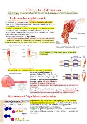 Tout sur les cellules musculaires et la contraction musculaire