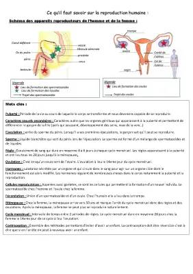 Schéma Reproduction Humaine et Puberté: Guide 4ème et Terminale