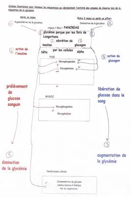 Découvre la Régulation de la Glycémie: Schémas et Exercices Corrigés