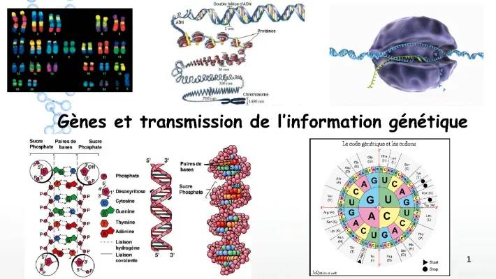 Transmission de l'Information Génétique pour les 3ème | Définitions et Schémas PDF