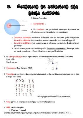 Diversité et stabilité génétique des individus - SVT 3ème: exercices corrigés et PDF