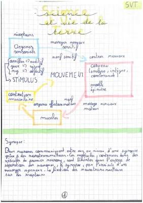 la commande du mouvement, structure d’un neurone, transmission mess nerveux au niveau de la synapse 