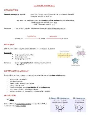 Pourquoi les nucléotides et les acides nucléiques comme ADN et ARN sont importants ?