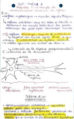 Tout Savoir sur les Réflexes et la Synapse pour les Enfants