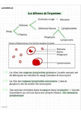 Tout sur le frottis sanguin, la phagocytose et la prévention des infections