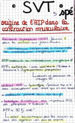 ATP et son Rôle dans la Contraction Musculaire