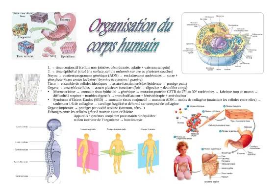 Biologie et Physiopathologie Humaines Terminale ST2S - Les Tissus et Systèmes du Corps Humain