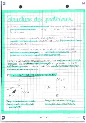 structure des protéines 