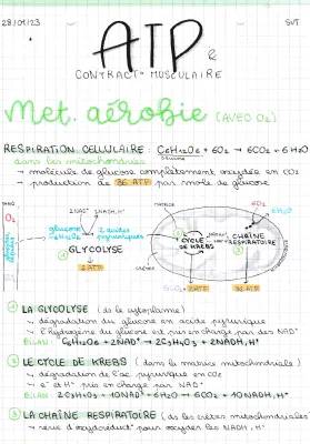 Le rôle de l'ATP et les 5 étapes de la contraction musculaire - SVT Terminale