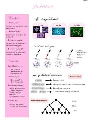 Découvre les Bactéries : Exemples, Croissance et Reproduction