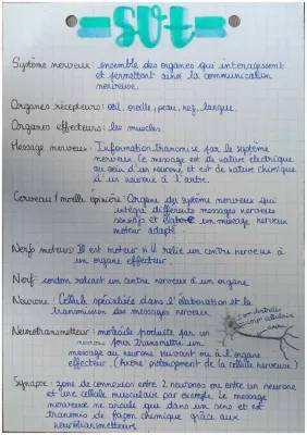 Les Effets du Bruit et de l'Alcool sur le Cerveau et le Système Nerveux - 4ème