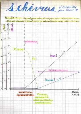 Découvre les 3 voies de régénération de l'ATP et les étapes de la respiration cellulaire