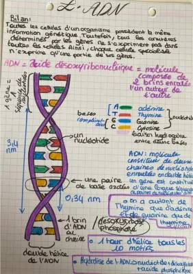 Cours SVT Seconde ADN PDF : Fiche de Révision ADN et Génétique